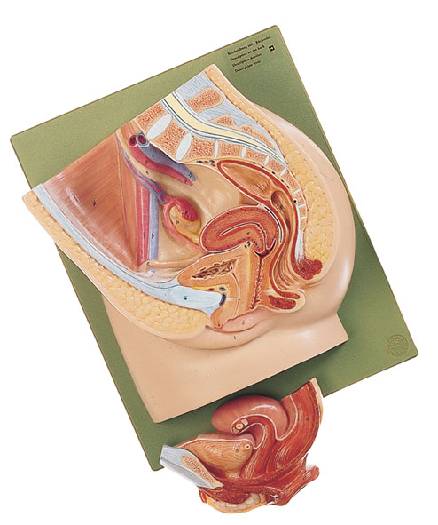 Median section of the female pelvis