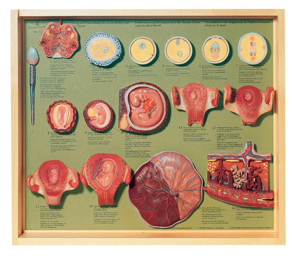 Fertilization and Development of the Human Ovum up to the 3rd Month