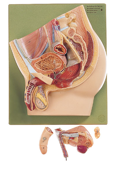 Median section of the male pelvis