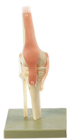 Functional model of the knee joint