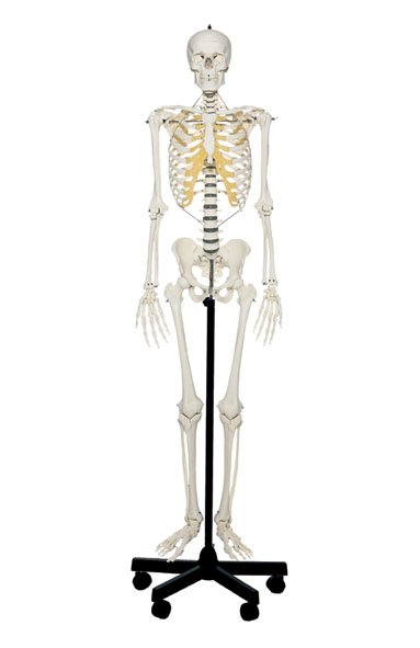 Artificial Human Skeleton