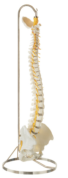 Spinal column with pelvis