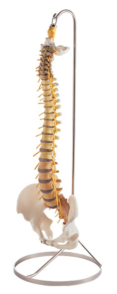 Vertebral Column with Pelvis