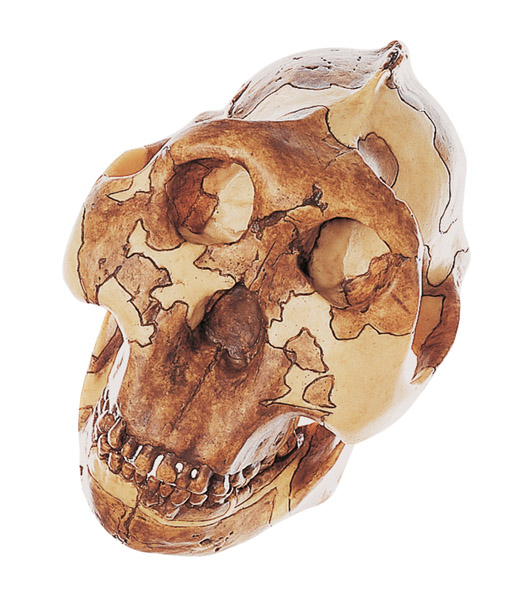 Reconstruction of a skull of Australopithecus Boisei
