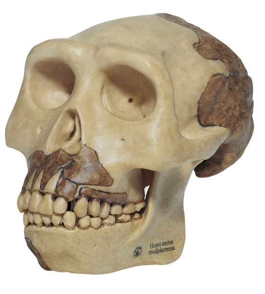 Reconstruction of a skull of Homo erectus modjokertensis