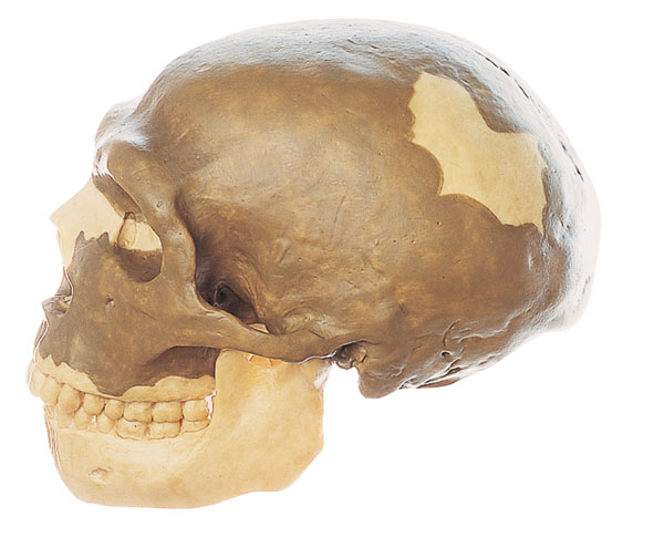 Reconstruction of a skull of Homo sapiens neanderthalensis