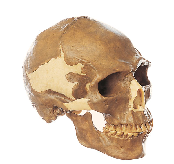 Reconstruction of a skull of Homo sapiens sapiens
