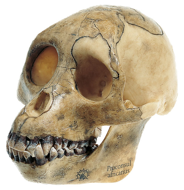 Reconstruction of the Skull of Proconsul africanus