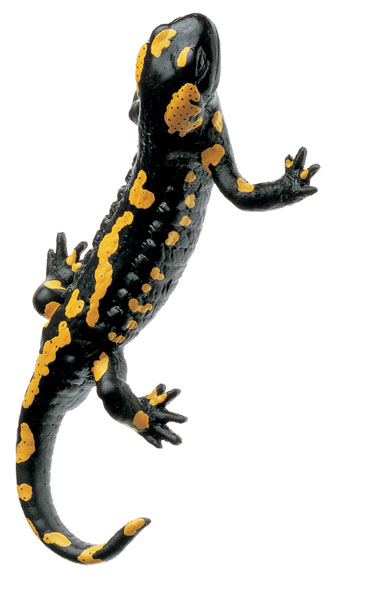 Fire salamander, male