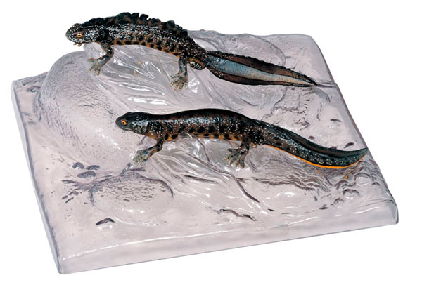 Crested Newt, Male and Female