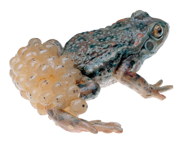 Midwife toad, male with milt