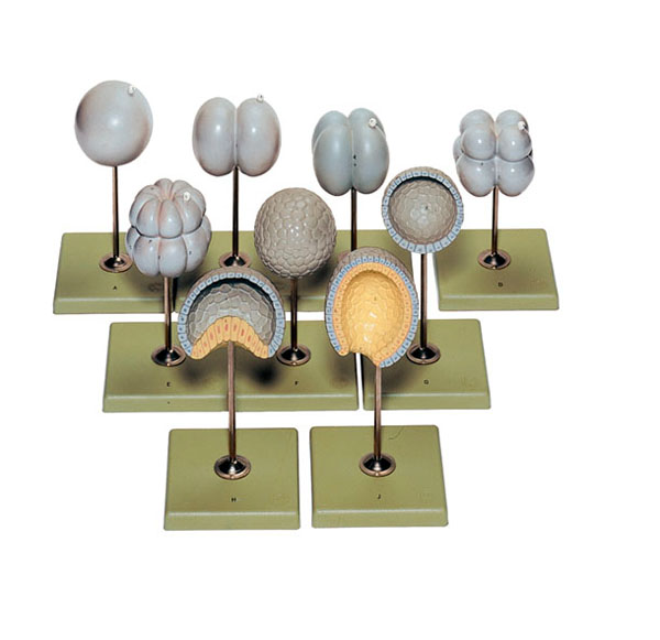 Equal Cell Division and the Formation of the Nuclear Membrane in the Branchiostoma Lanceolatum