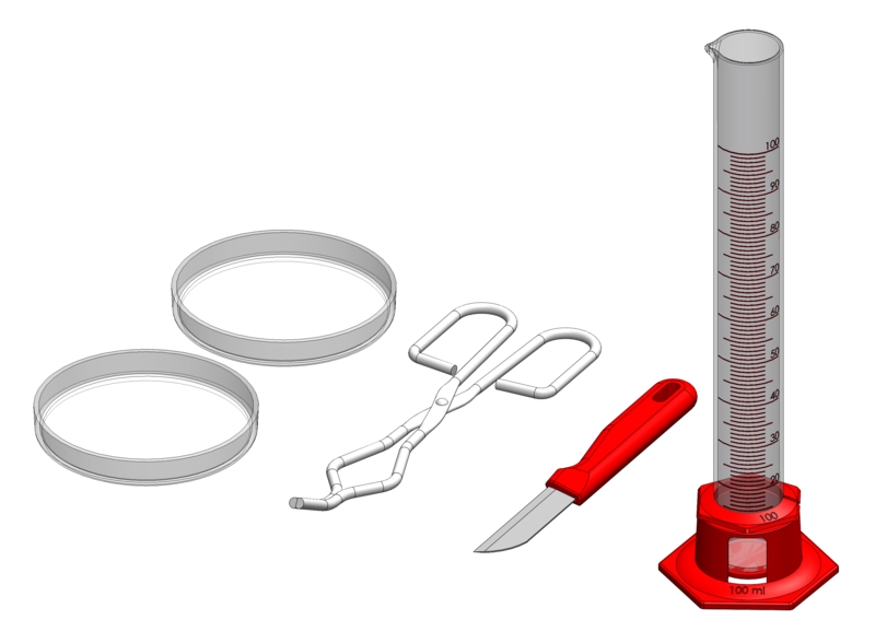 Bergmann’s rule (factor temperature) - Digital