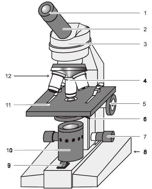 Structure and functionality of an optical microscope